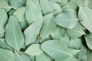 Eucalyptus Banner