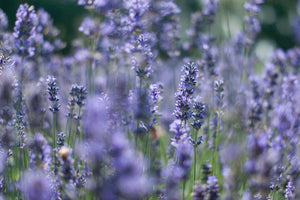 Sleep Collection - Lavendar Flowers in Field