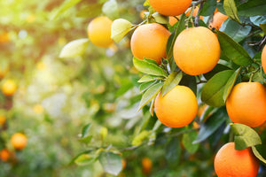 Sweet Orange Banner - Oranges on Tree